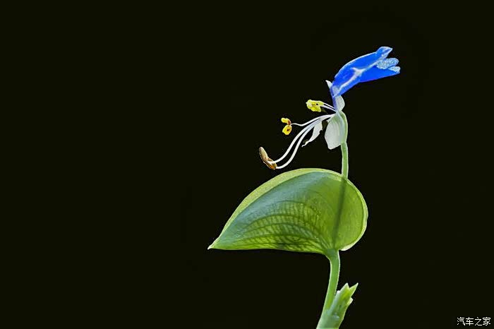 再次学拍紫花鸭跖草