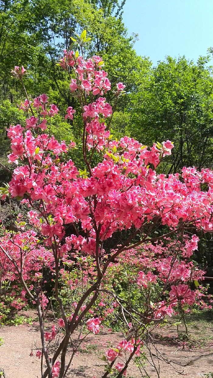 杜鵑花之汝陽西泰山遊記