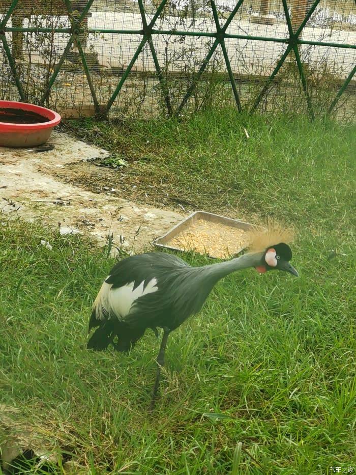 家门口的鸟合肥龙栖百鸟园