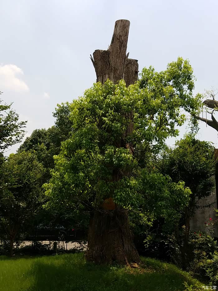 东山香樟园游记