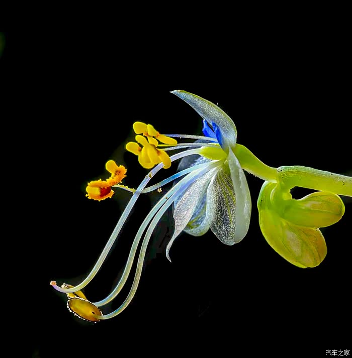 再次学拍紫花鸭跖草