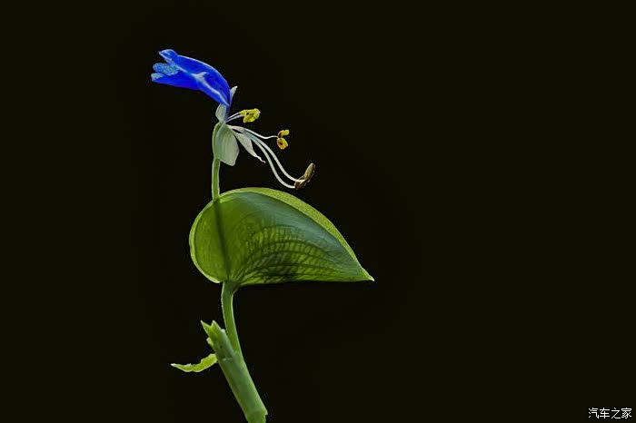 再次学拍紫花鸭跖草