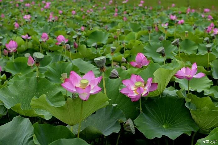 2016718映日荷花別樣紅再遊安龍招堤與荷花節不期而遇