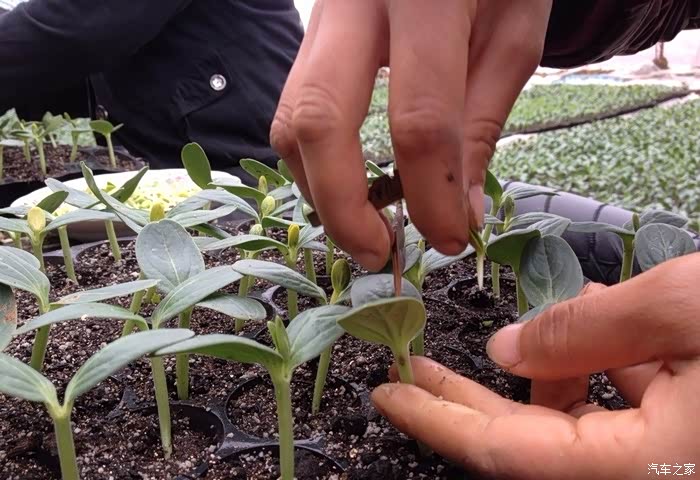 精心栽培种好瓜用心造车出哈弗瓜农携h6初来论坛报到