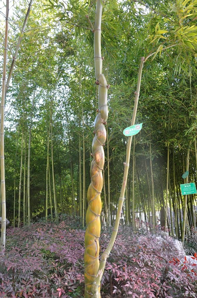 个园最珍贵的竹子,叫龟甲竹.