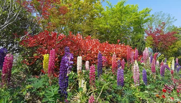 自驾游览花星球花的世界