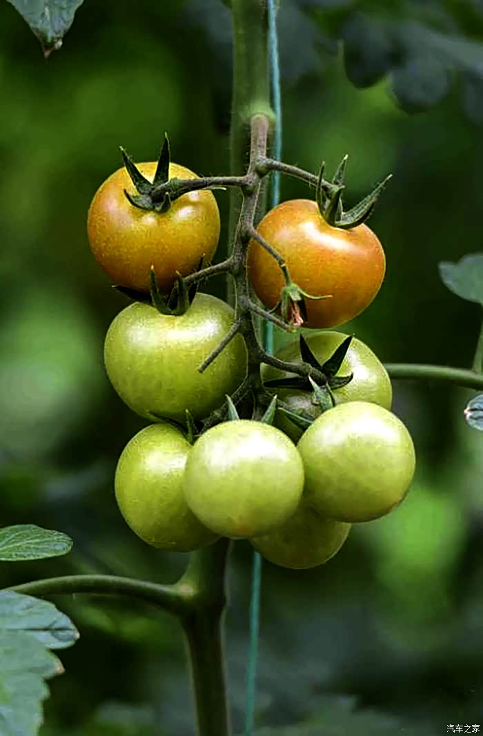 中国农业最具影响力的盛会寿光菜博会