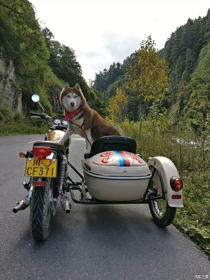 【图】挎子,女人和狗_摩托车论坛_汽车之家论坛