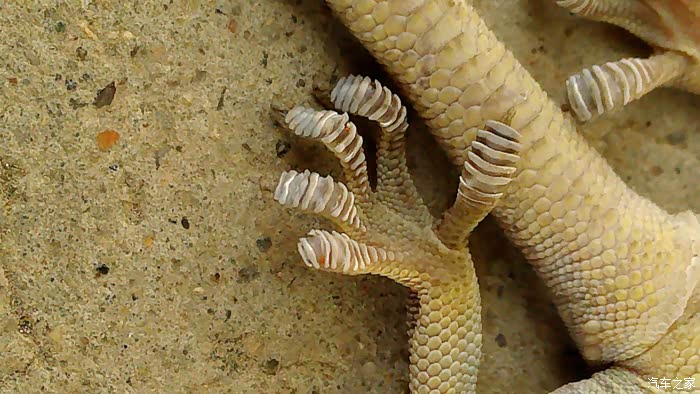 原来壁虎脚上的吸盘是这样的