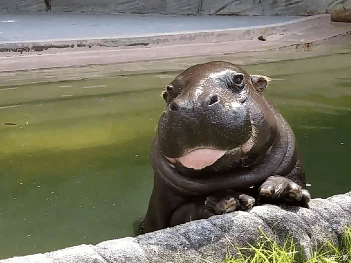 泰安济南野生动物园之旅