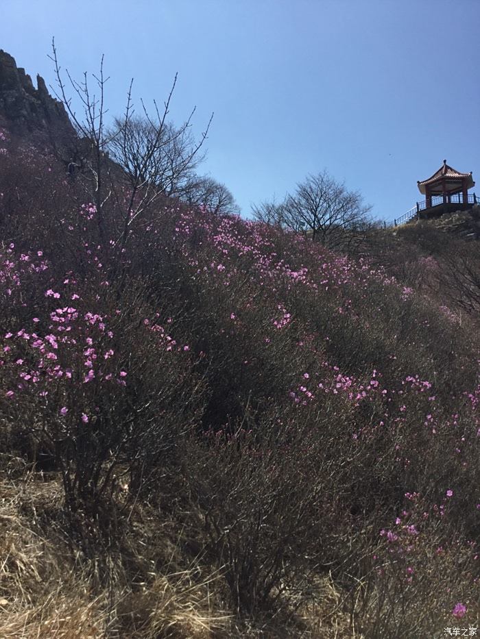 四月大連大黑山野生杜鵑花海