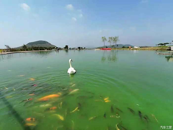 肥城天鹅湖风景区门票图片