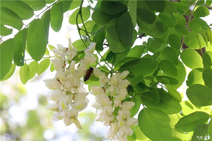 槐花树下闻香赏逸动plus