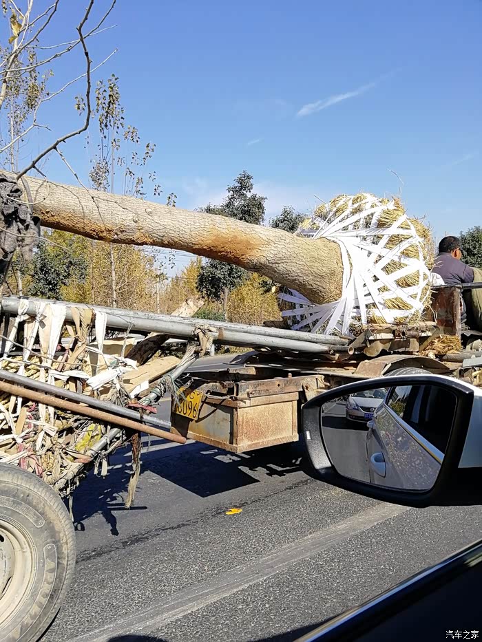 路上有很多拉银杏树的车