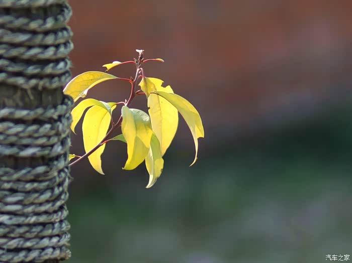 永诺85-1.8镜头拍观致5,高手来看看如何消除紫