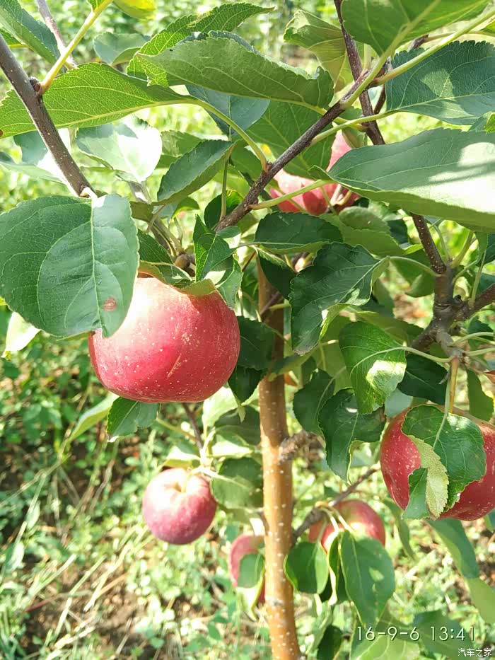 k九,果的名字,学名不知道