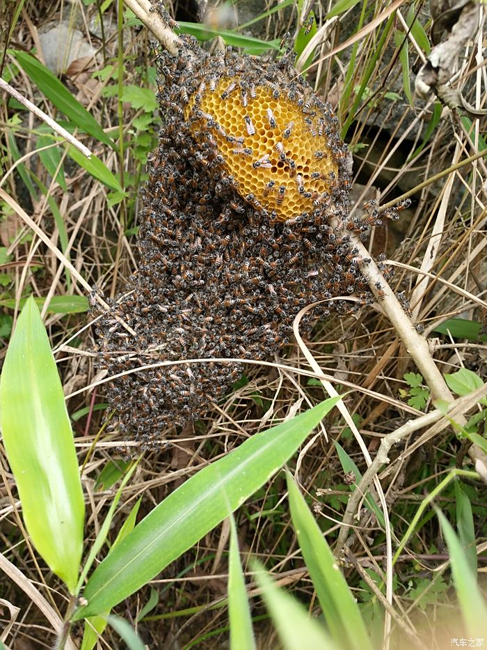 扫墓踩中了蜜蜂窝,吃蜂蜜了