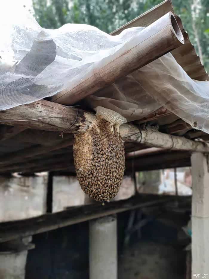 抓住假日的尾巴小虎共享乡村生活