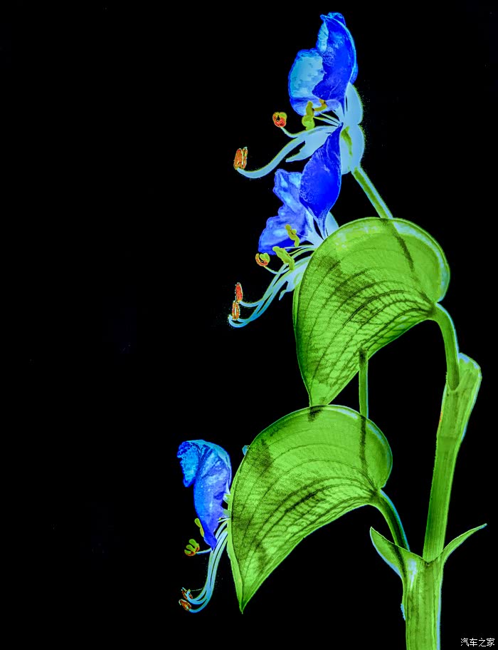 再次学拍紫花鸭跖草