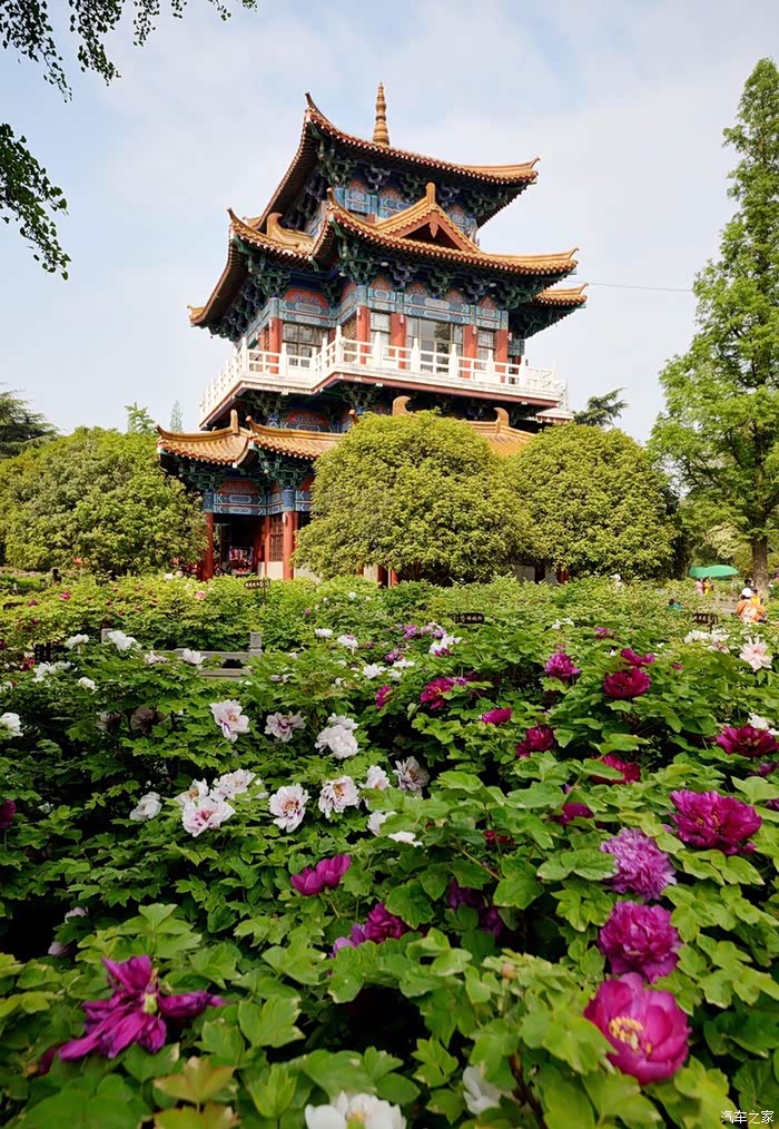 千年帝都牡丹花城花开时节相约洛阳