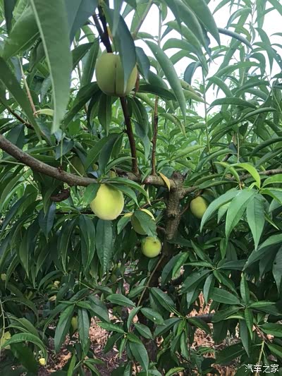 这个青色的桃子,它呢不是还没熟,它叫青桃.