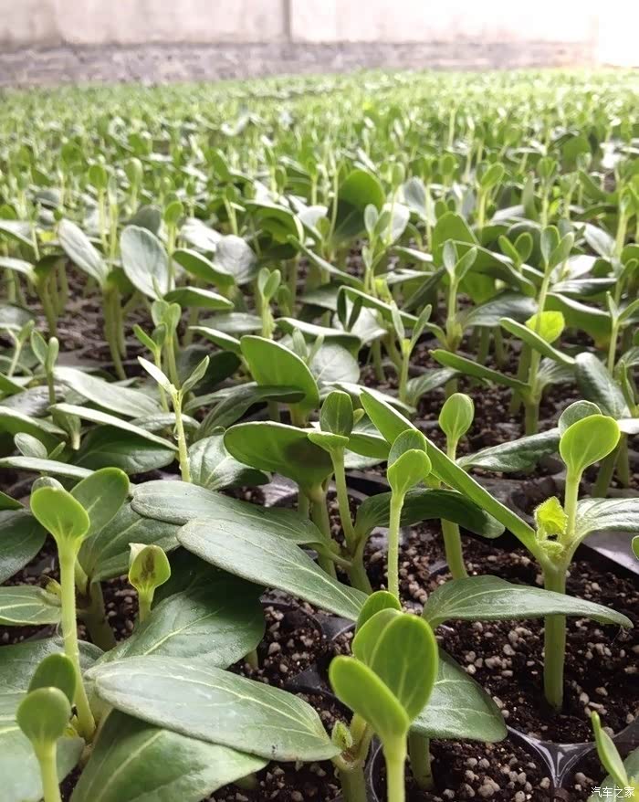 精心栽培种好瓜用心造车出哈弗瓜农携h6初来论坛报到