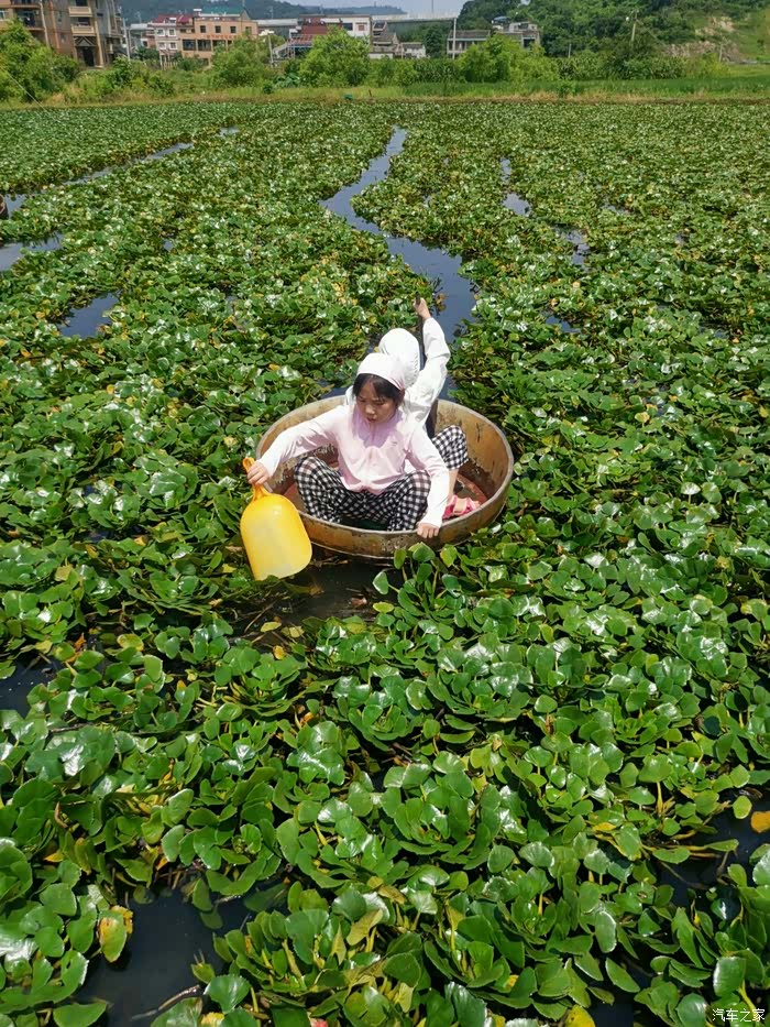 第五代途胜l带孩子们走进菱角的世界