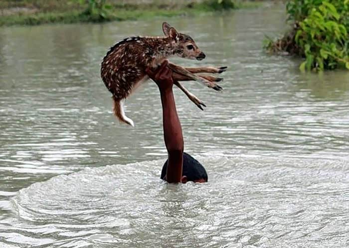 洪水中被救的鹿宝宝