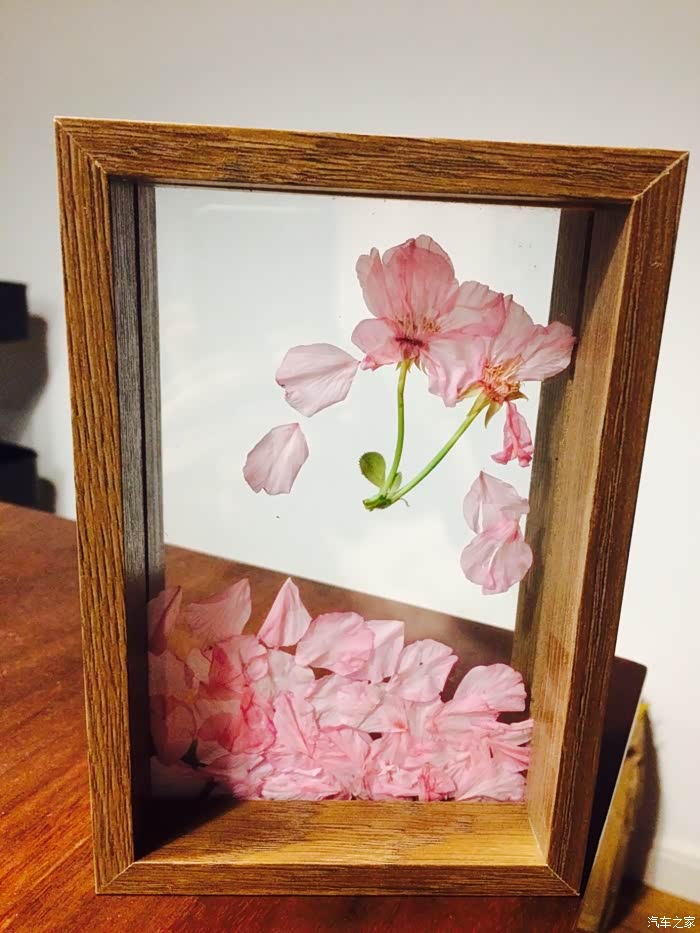 拾几篇花瓣,做成标本,留住春天的脚步