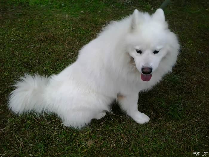 宠物论坛看宠物会抓黄鼠狼的萨摩耶