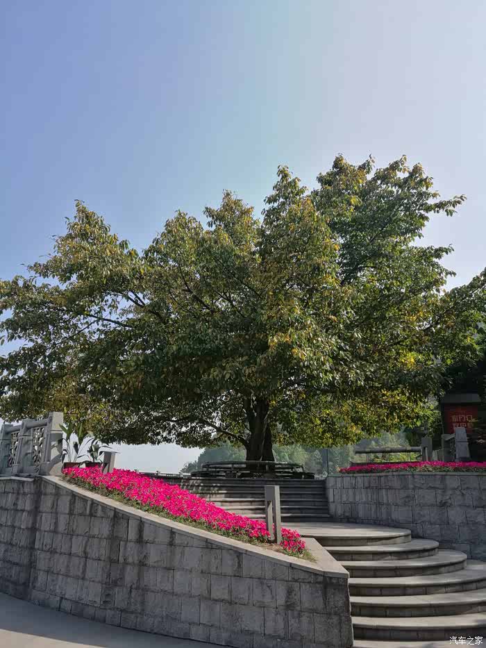 登高望远站南山一棵树望重庆美景