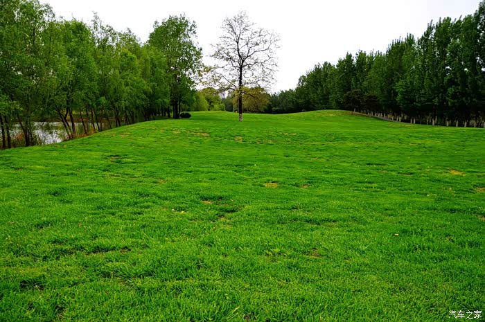 【图】长白岛油菜花开了,还有一片绿油油的草地_辽宁论坛_汽车之家