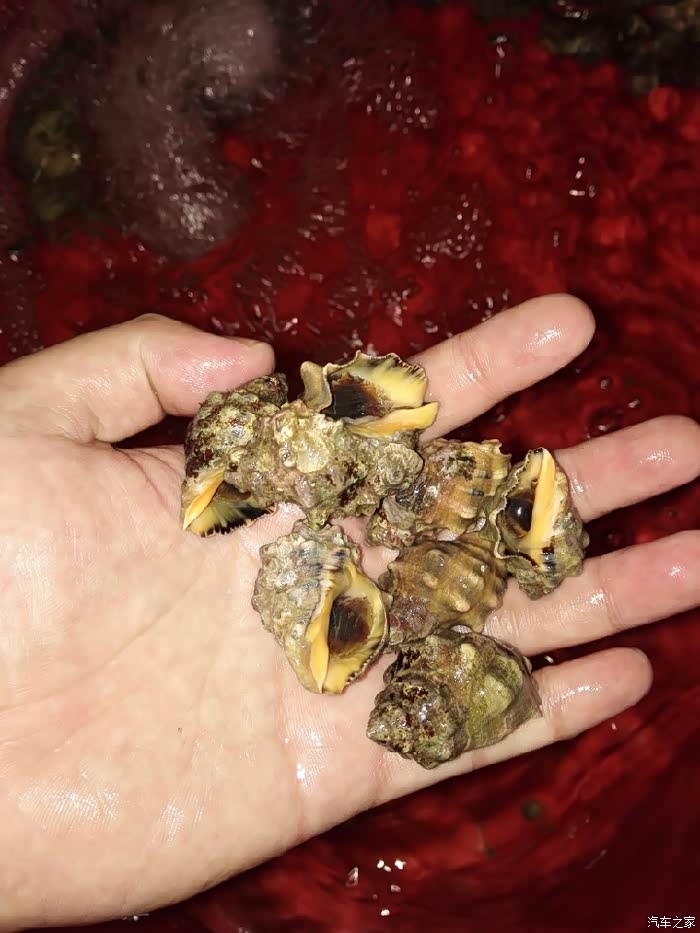 苦螺,盐焗,其实不怎么苦,甘甘了!