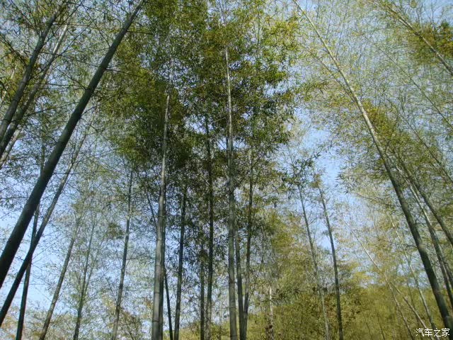 自驾cs75攀游茂林深篁的竹海