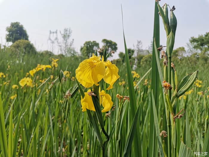 菖蒲花期非常长