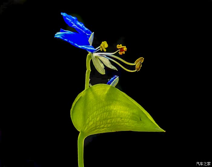 再次学拍紫花鸭跖草