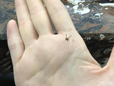 徒手抓蚊子,我觉得自己也是挺厉害的,唉,本来还可以多蹦跶几天的,没