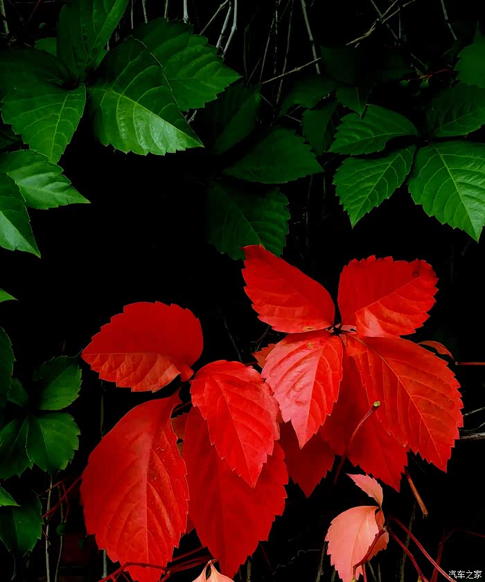 场雨场凉,新疆的季节性很明显,这张用手机拍摄,红绿对比,后期加点暗影