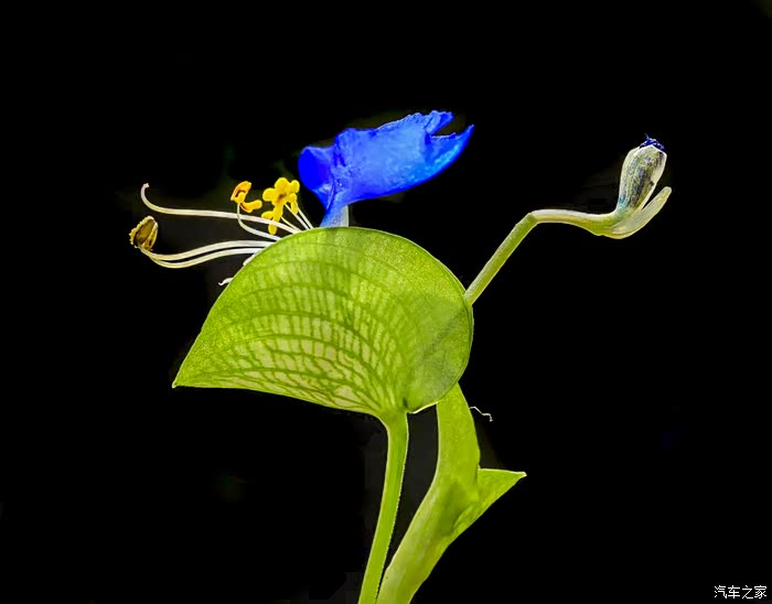 再次学拍紫花鸭跖草