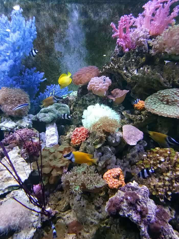 吉林市cs75车友会212中泰海洋世界一日游