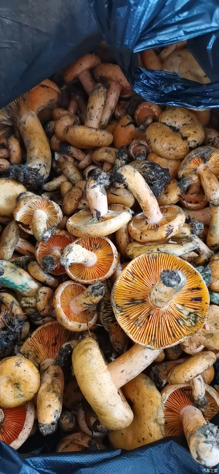 松菌子真的是好山货