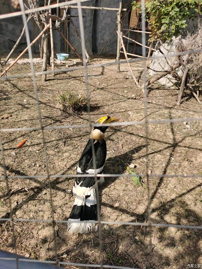 家门口的鸟合肥龙栖百鸟园