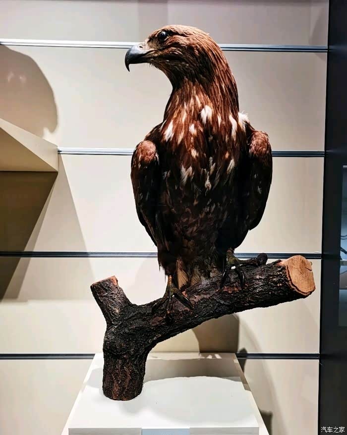 活着的鹰很吓人,标本也一样威严