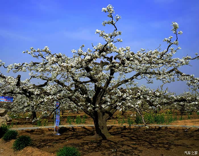 支持澳门论坛游记纪实山东聊城冠县中华第一梨园