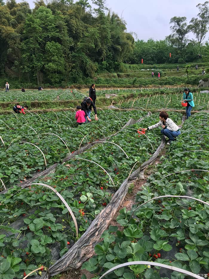重庆长安家族最美四月和小逸一起摘草莓游记
