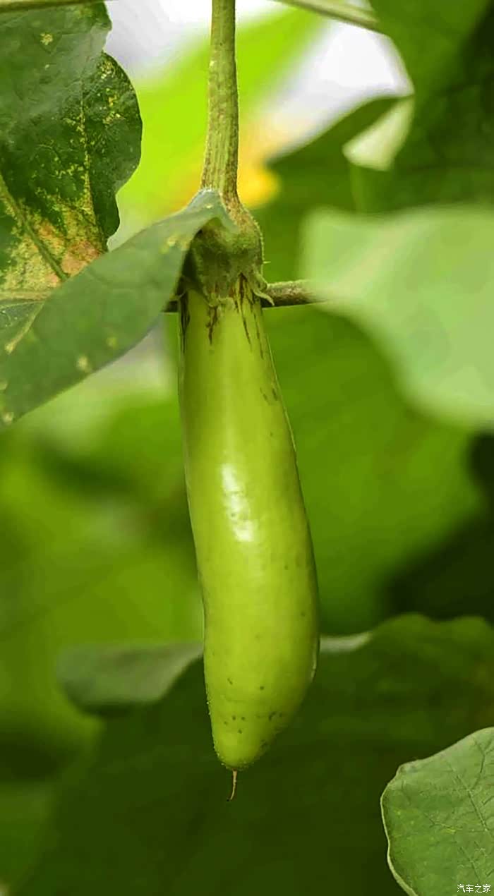 中国农业最具影响力的盛会寿光菜博会