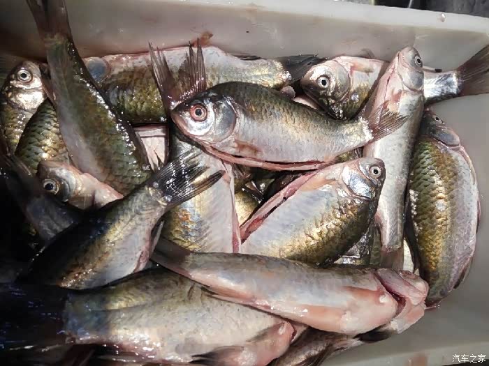 今天不猜车猜鱼