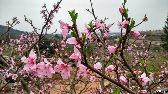 周末到广汉松林看桃花