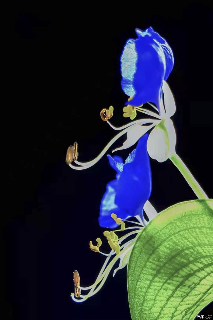 再次学拍紫花鸭跖草