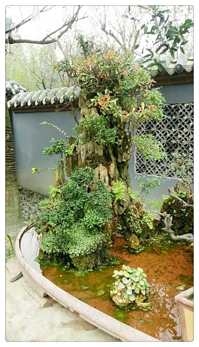 小游川派盆景第一村